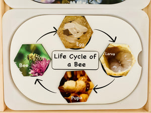 Life Cycle Insert